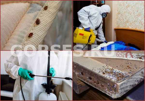 Как избавиться от клопов в домашних условиях раз и навсегда самостоятельно: Народными средствами быстро и навсегда +Видео и Фото Как избавиться от клопов в домашних условиях раз и навсегда самостоятельно: Народными средствами быстро и навсегда +Видео и Фото