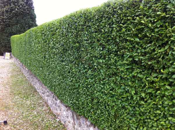 Как сажать бирючину для живой изгороди: Пошаговая инструкция +Фото и Видео