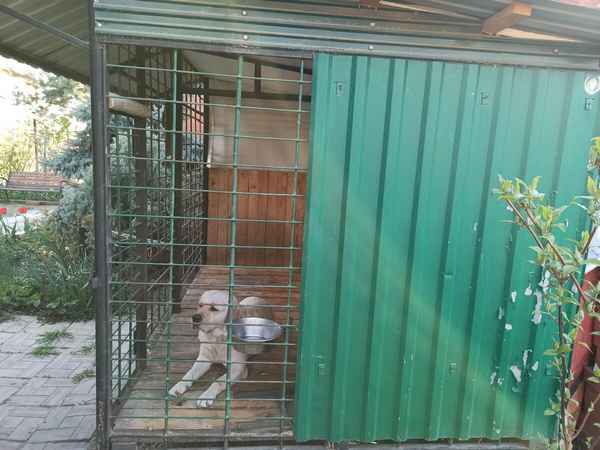 Вольер для лабрадора своими руками