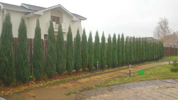 Живая изгородь из можжевельника своими руками – Виды и какой лучше? Инструкция +Фото и Видео