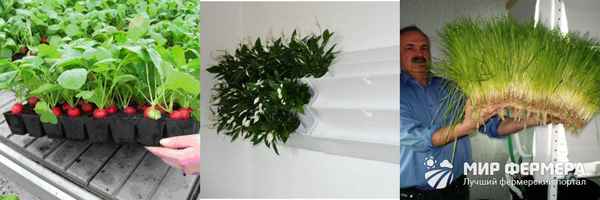 Самостоятельное выращивание гидропоники в домашних условиях: Плюсы и минусы +Фото и Видео