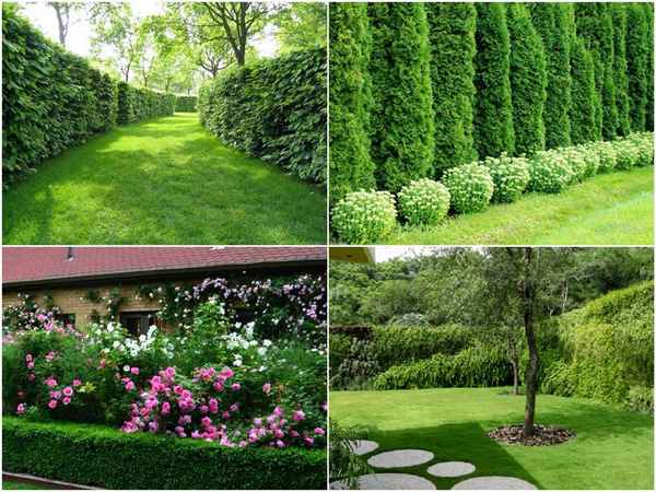 Как сделать живую изгородь из сирени своими руками: Виды и Советы +Фото и Видео