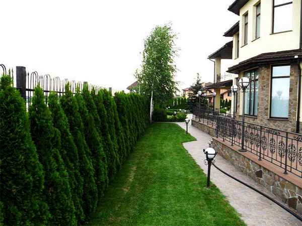 Деревья вдоль забора на участке, со стороны улицы от соседей для частного дома и чтобы было красивоИдеи +Фото и Видео