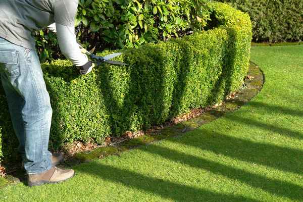 Как сажать Самшит для живой изгороди ? Пошаговая инструкция +Фото и Видео