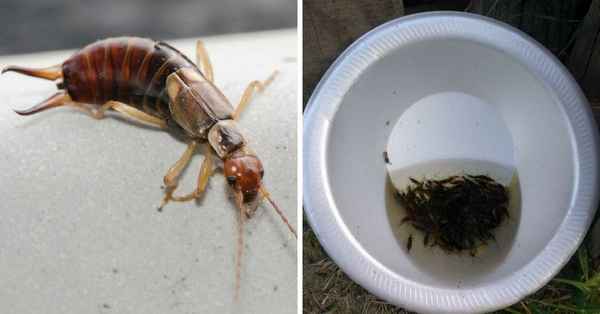 Как избавиться от двухвосток в частном доме? Убиваем вредителей +Видео и Фото