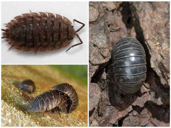 Как избавиться от мокриц в частном доме? Причины проникновения Народный и химический способ борьбы +Видео