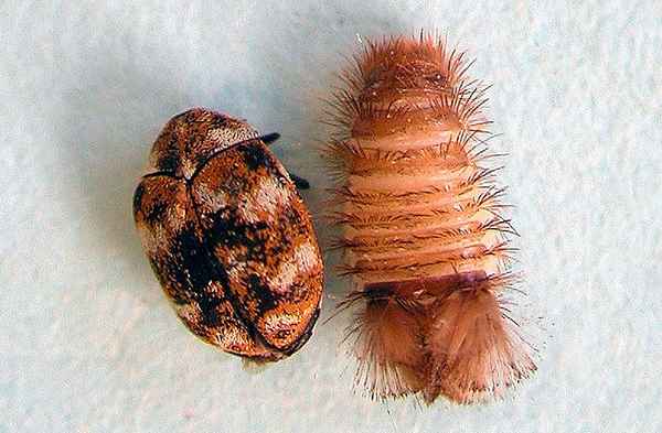 Избавления от жуков в доме: Как избавиться? Жуки кожееды, таpaканы, моль +Видео