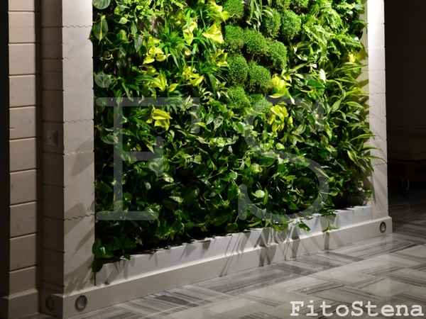 Как сделать фитостену и ухаживать за ней: Обзор +Видео