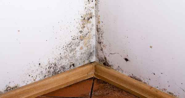 Избавляемся от плесени в каркасном доме? Причины, как бороться и что делать с черной и серой +Видео